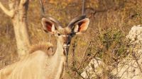 Namibia - Pirschfahrt im Buffalo Game Reserve - Kudubock &ndash; &copy; Annett Müller (Eberhardt TRAVEL)