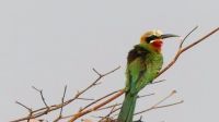 Namibia - Pirschfahrt im Bwabwata Nationalpark - Bienenfresser &ndash; &copy; Annett Müller (Eberhardt TRAVEL)