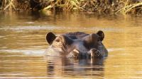 Namibia - Bootsfahrt auf dem Kwando - Beobachter &ndash; &copy; Annett Müller (Eberhardt TRAVEL)