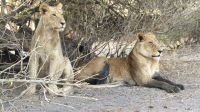 Botswana - Pirschfahrt im Chobe Nationalpark - Büffel vs. Löwen &ndash; &copy; Annett Müller (Eberhardt TRAVEL)