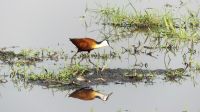 Botswana - Pirschfahrt im Chobe Nationalpark - Jacana &ndash; &copy; Annett Müller (Eberhardt TRAVEL)