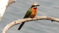 Botswana - am Chobe entdeckt - Bienenfresser &ndash; &copy; Annett Müller (Eberhardt TRAVEL)