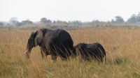 Botswana - Bootsfahrt auf dem Chobe &ndash; &copy; Annett Müller (Eberhardt TRAVEL)