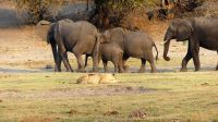 Botswana - Bootsfahrt auf dem Chobe - fast geschafft