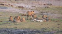Botswana - Bootsfahrt auf dem Chobe - Gruppenkuscheln &ndash; &copy; Annett Müller (Eberhardt TRAVEL)