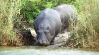 Simbabwe - Bootsfahrt auf dem Sambesi &ndash; &copy; Annett Müller (Eberhardt TRAVEL)
