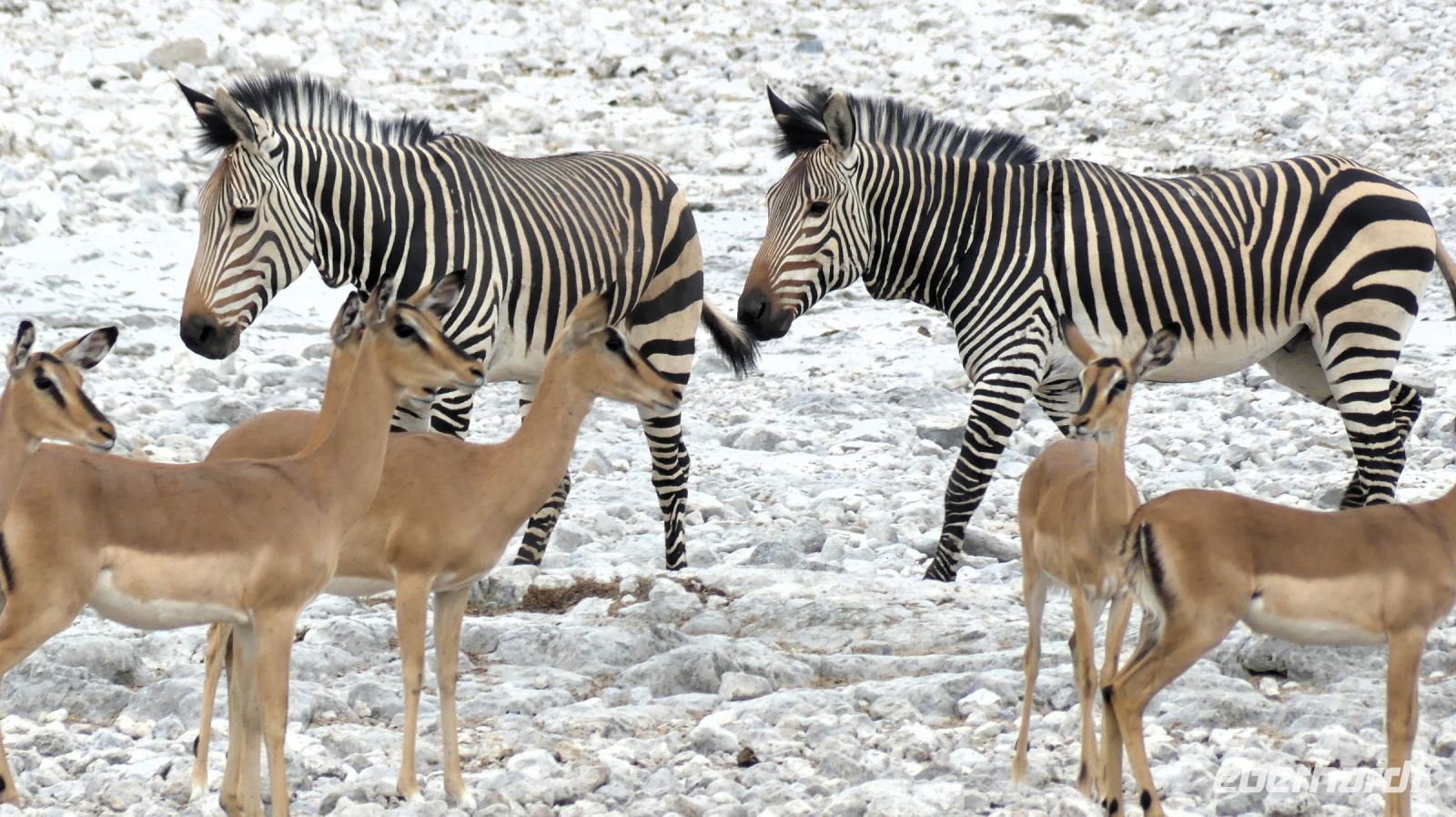 Namibia - Etosha Nationalpark &ndash; &copy; Annett Müller (Eberhardt TRAVEL)