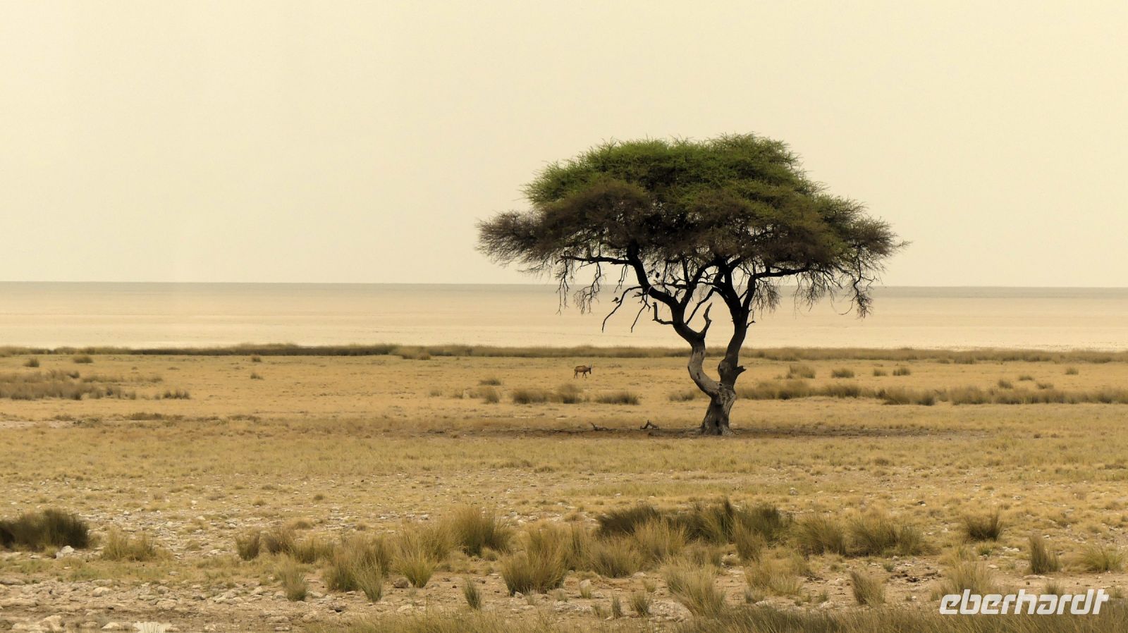 Namibia - Etosha Nationalpark - DAS Fotomotiv &ndash; &copy; Annett Müller (Eberhardt TRAVEL)