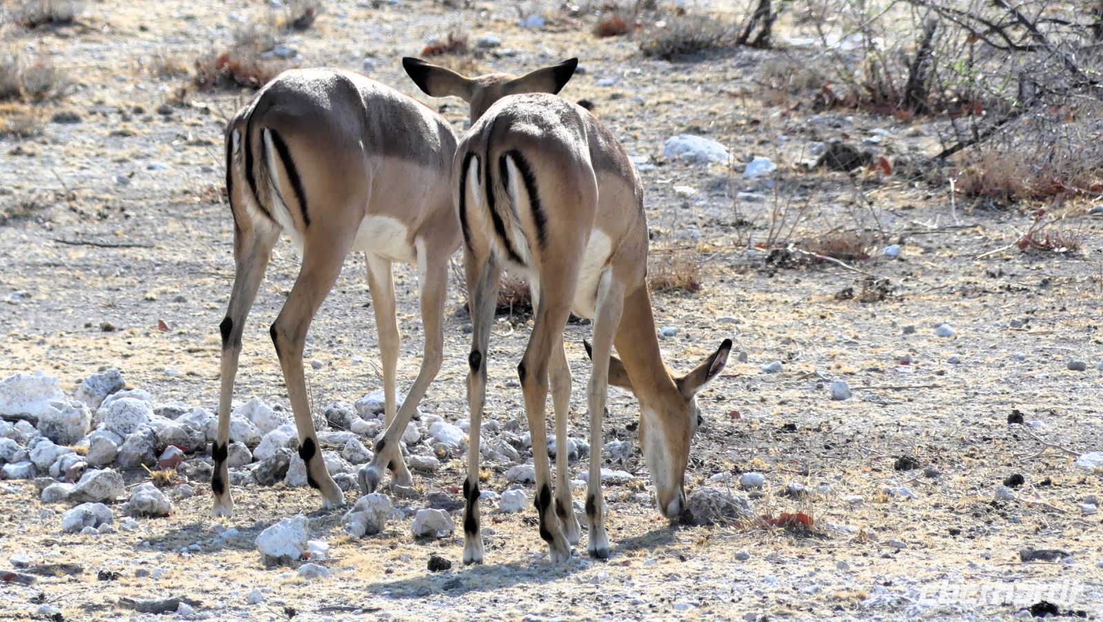 Namibia - Etosha Nationalpark - Impalas &ndash; &copy; Annett Müller (Eberhardt TRAVEL)