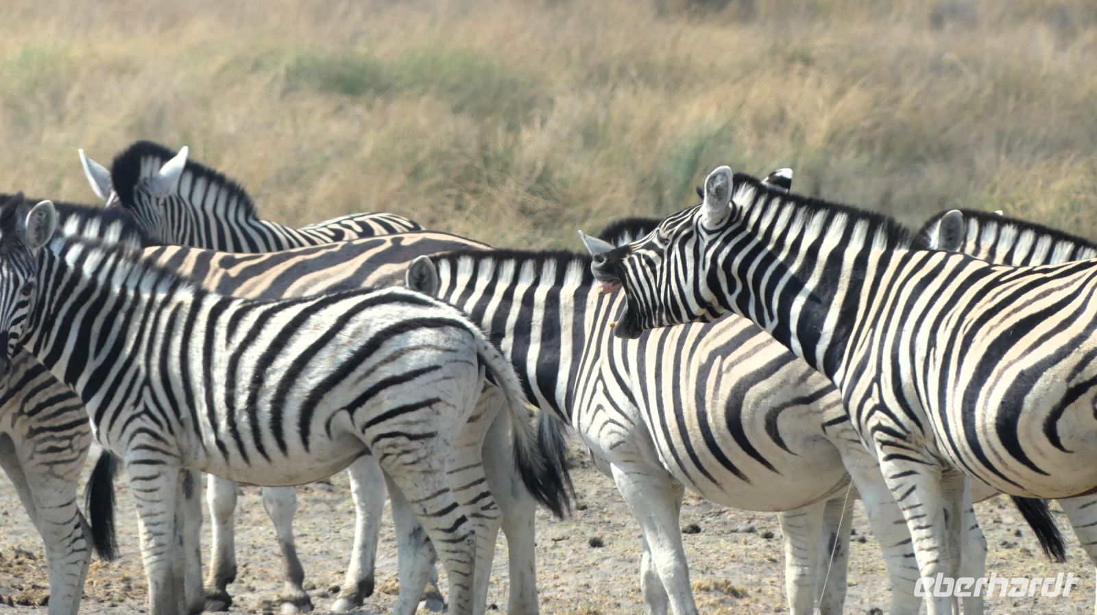 Namibia - Etosha Nationalpark - im Dialog &ndash; &copy; Annett Müller (Eberhardt TRAVEL)