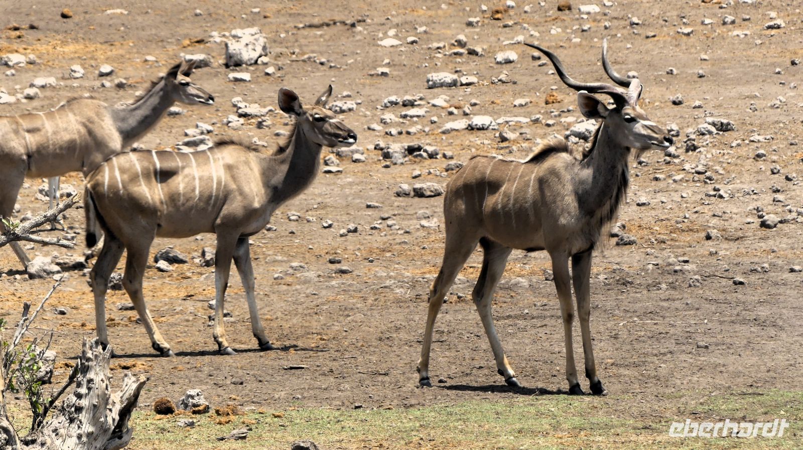 Namibia - Etosha Nationalpark - Kudus &ndash; &copy; Annett Müller (Eberhardt TRAVEL)