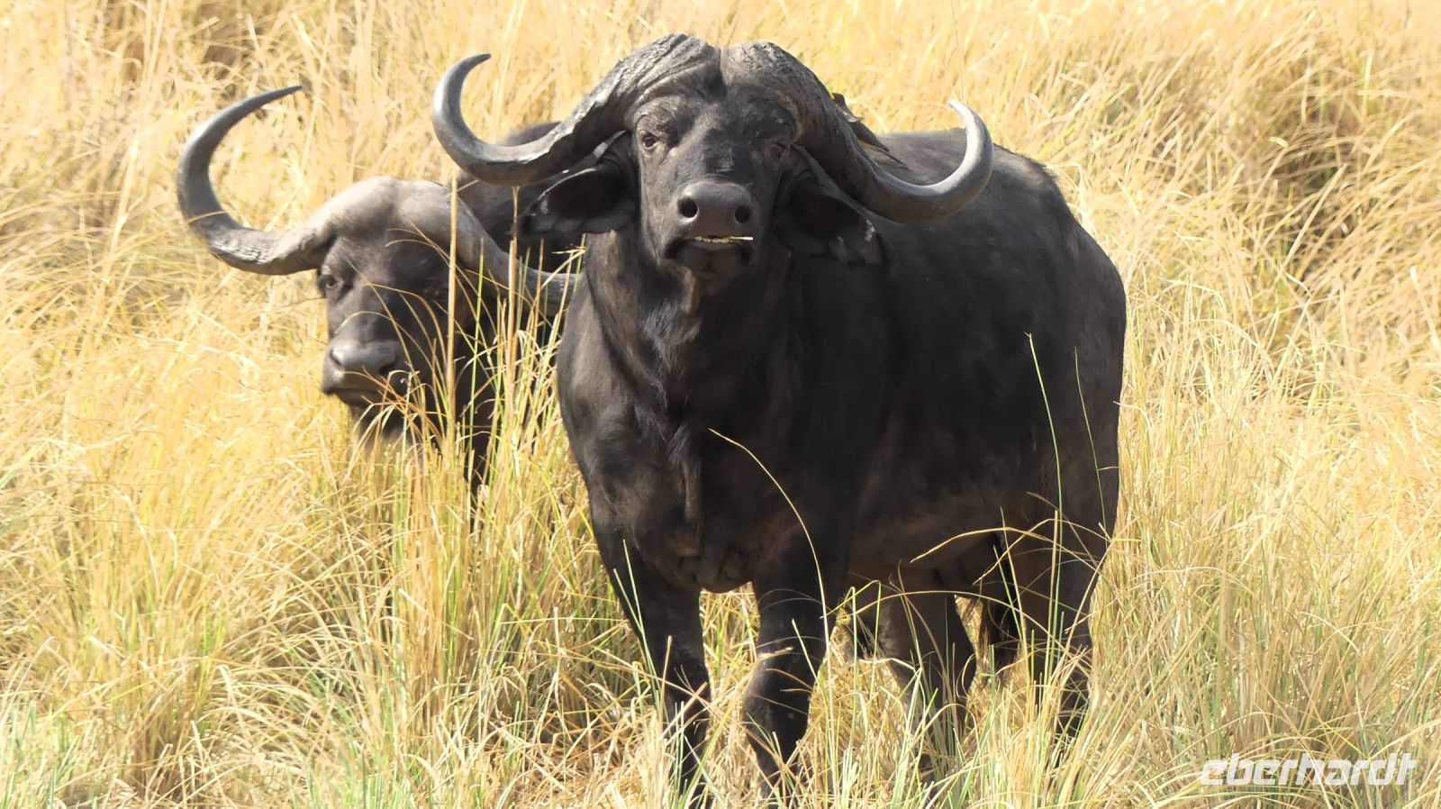 Namibia - Buffalo Park - Kaffernbüffel &ndash; &copy; Annett Müller (Eberhardt TRAVEL)