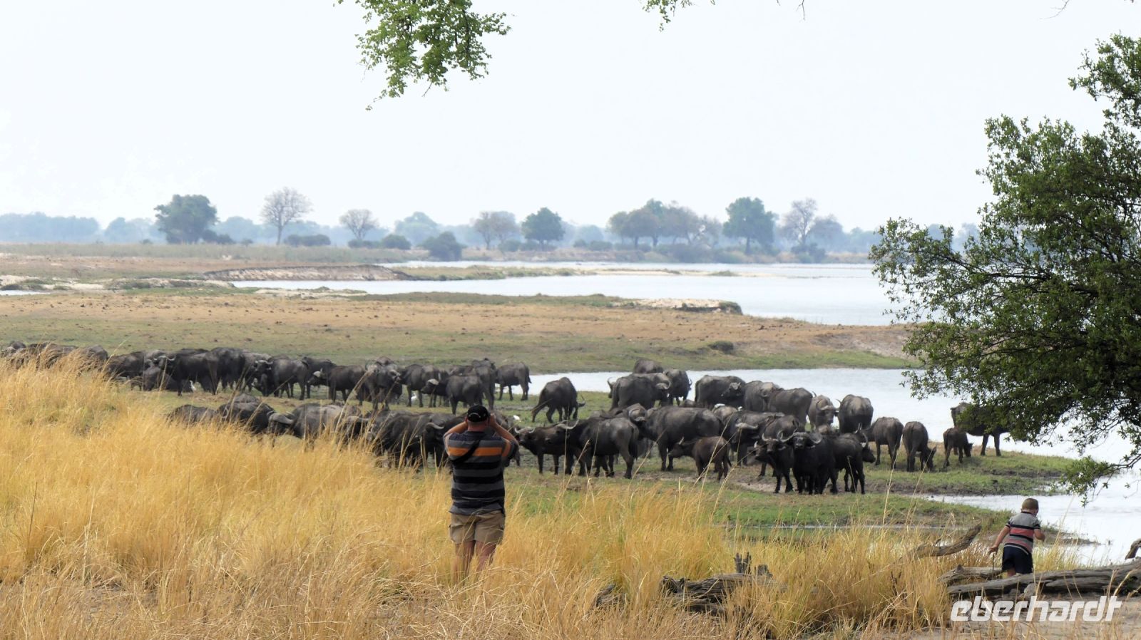 Namibia - Kaffernbüffel &ndash; &copy; Annett Müller (Eberhardt TRAVEL)