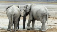 Namibia - Etosha Nationalpark &ndash; &copy; Annett Müller (Eberhardt TRAVEL)