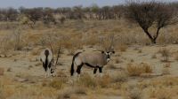Namibia - Etosha Nationalpark - Oryxe &ndash; &copy; Annett Müller (Eberhardt TRAVEL)