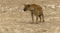 Namibia - Etosha Nationalpark  &ndash; &copy; Annett Müller (Eberhardt TRAVEL)