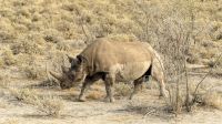 Namibia - Etosha Nationalpark - Spitzmaulnashorn &ndash; &copy; Annett Müller (Eberhardt TRAVEL)