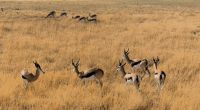 Namibia - Etosha Nationalpark - Springböcke &ndash; &copy; Annett Müller (Eberhardt TRAVEL)