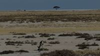 Namibia - Etosha Nationalpark  &ndash; &copy; Annett Müller (Eberhardt TRAVEL)