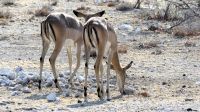 Namibia - Etosha Nationalpark - Impalas &ndash; &copy; Annett Müller (Eberhardt TRAVEL)