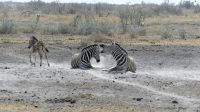 Namibia - Etosha Nationalpark - Ehekrise? &ndash; &copy; Annett Müller (Eberhardt TRAVEL)