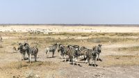 Namibia - Etosha Nationalpark  &ndash; &copy; Annett Müller (Eberhardt TRAVEL)
