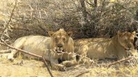 Namibia - Etosha Nationalpark - Löwenpaar &ndash; &copy; Annett Müller (Eberhardt TRAVEL)