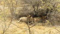 Namibia - Etosha Nationalpark - Löwenpaar &ndash; &copy; Annett Müller (Eberhardt TRAVEL)