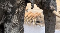 Namibia - Etosha Nationalpark - etwas andere Perspektive &ndash; &copy; Annett Müller (Eberhardt TRAVEL)
