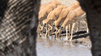 Namibia - Etosha Nationalpark - etwas andere Perspektive &ndash; &copy; Annett Müller (Eberhardt TRAVEL)