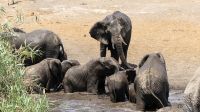 Namibia - Etosha Nationalpark - Elefanten Bad &ndash; &copy; Annett Müller (Eberhardt TRAVEL)