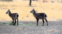 Namibia - Gabus Game Ranch bei Otavi - Wasserbock-Damen &ndash; &copy; Annett Müller (Eberhardt TRAVEL)