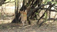 Namibia - Buffalo Park - Buschbock &ndash; &copy; Annett Müller (Eberhardt TRAVEL)