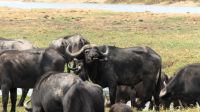 Namibia - Kaffernbüffel &ndash; &copy; Annett Müller (Eberhardt TRAVEL)