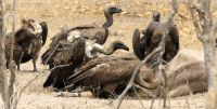 Namibia - Buffalo Park - Geier-Party &ndash; &copy; Annett Müller (Eberhardt TRAVEL)