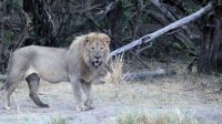 Namibia - Bootsfahrt auf dem Okavango - Löwe am Ufer &ndash; &copy; Annett Müller (Eberhardt TRAVEL)