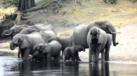 Namibia - Pirschfahrt im Mudumu Nationalpark - am Kwando &ndash; &copy; Annett Müller (Eberhardt TRAVEL)