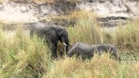 Namibia - Lianshulu Busch Lodge am Kwando - Frühstück mit Elefanten &ndash; &copy; Annett Müller (Eberhardt TRAVEL)
