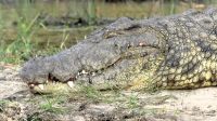 Namibia - Bootsfahrt auf dem Kwando - staatliches Krokodil &ndash; &copy; Annett Müller (Eberhardt TRAVEL)