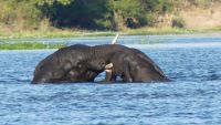 Simbabwe - Bootsfahrt auf dem Sambesi &ndash; &copy; Annett Müller (Eberhardt TRAVEL)