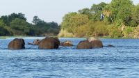 Simbabwe - Bootsfahrt auf dem Sambesi &ndash; &copy; Annett Müller (Eberhardt TRAVEL)