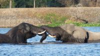 Simbabwe - Bootsfahrt auf dem Sambesi &ndash; &copy; Annett Müller (Eberhardt TRAVEL)
