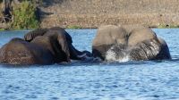 Simbabwe - Bootsfahrt auf dem Sambesi &ndash; &copy; Annett Müller (Eberhardt TRAVEL)