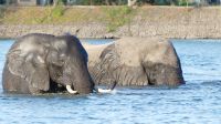 Simbabwe - Bootsfahrt auf dem Sambesi &ndash; &copy; Annett Müller (Eberhardt TRAVEL)
