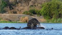 Simbabwe - Bootsfahrt auf dem Sambesi &ndash; &copy; Annett Müller (Eberhardt TRAVEL)