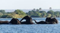 Simbabwe - Bootsfahrt auf dem Sambesi &ndash; &copy; Annett Müller (Eberhardt TRAVEL)