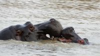 Namibia - erstes Zuhause am Mount Etjo - Begrüßung durch Hippos &ndash; &copy; Annett Müller (Eberhardt TRAVEL)