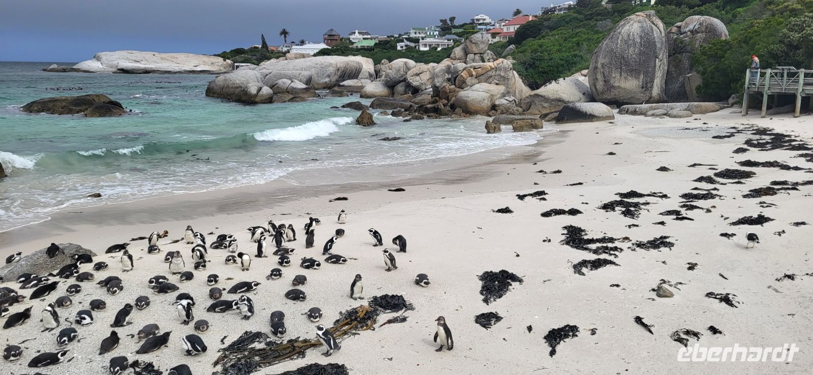 38 Pinguine am  Boulders Beach &ndash; &copy; Susanne Schirmann (Eberhardt TRAVEL)