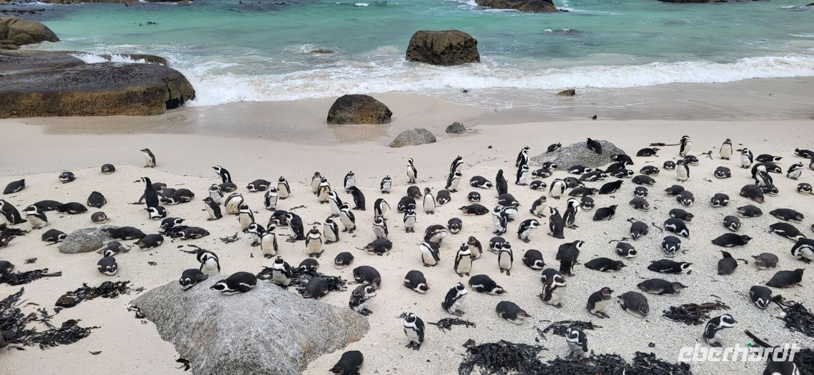 39 Pinguine am  Boulders Beach &ndash; &copy; Susanne Schirmann (Eberhardt TRAVEL)