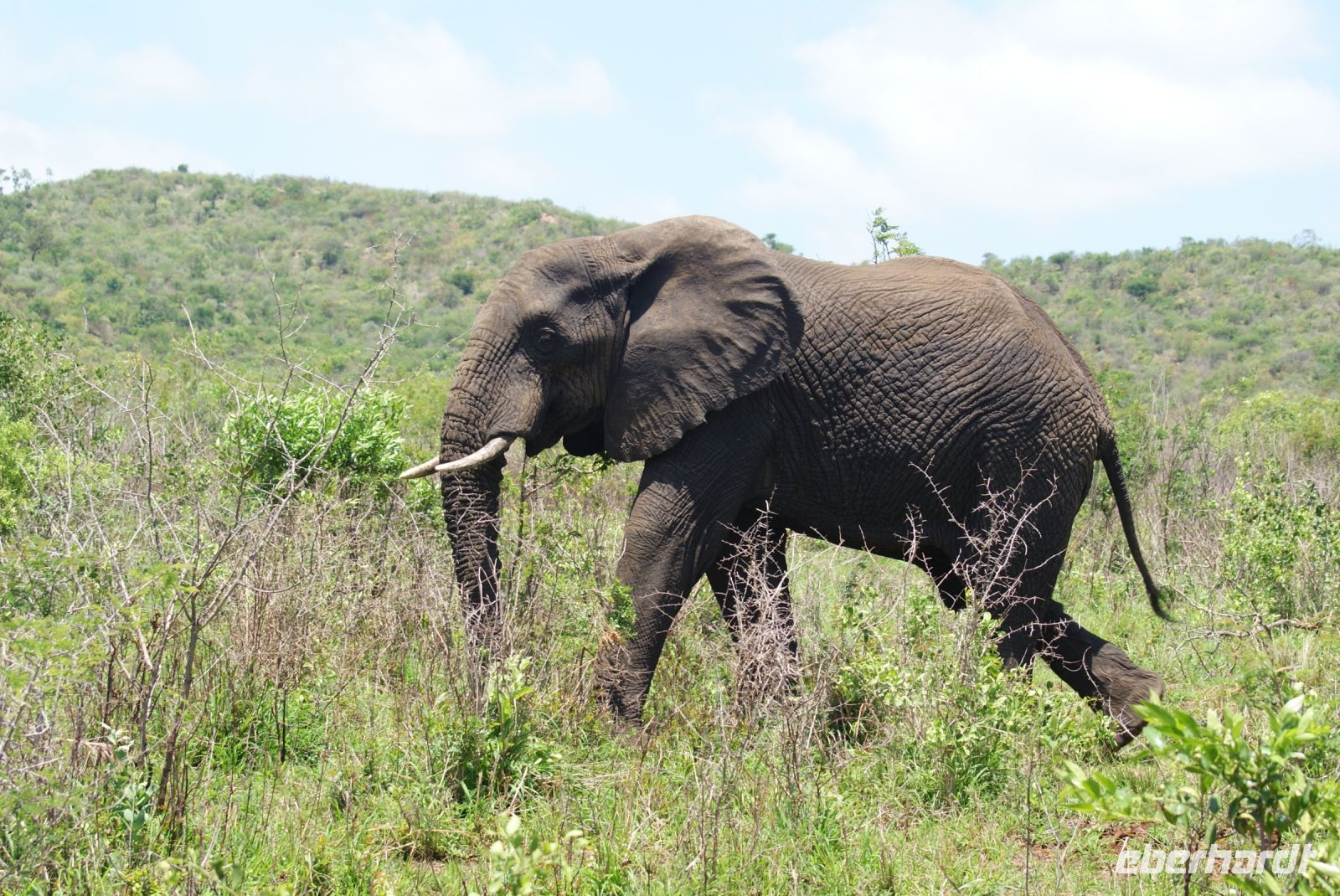 141 Hluhluwe Nationalpark &ndash; &copy; Susanne Schirmann (Eberhardt TRAVEL)